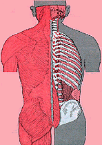 The natural curves of the spine